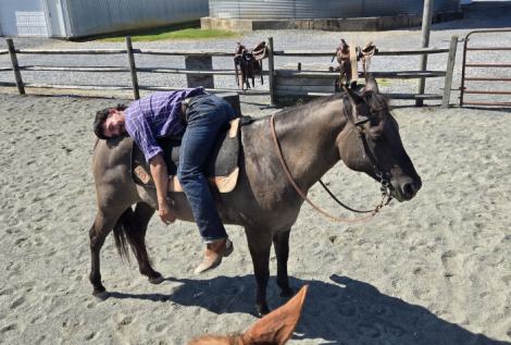 HorseID: 2303464 Scarlet - PhotoID: 1086400