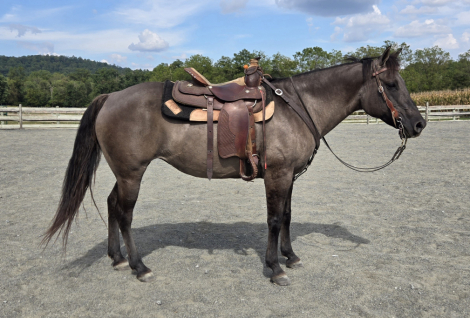 HorseID: 2303464 Scarlet - PhotoID: 1086401