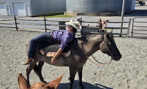 HorseID: 2303464 Scarlet - PhotoID: 1086402