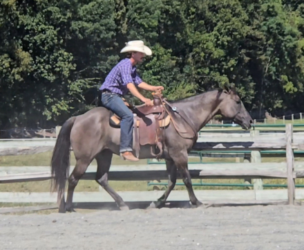 HorseID: 2303464 Scarlet - PhotoID: 1086403