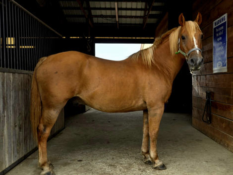 HorseID: 2303465 Nip - PhotoID: 1086392