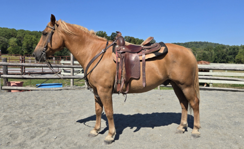 HorseID: 2303465 Nip - PhotoID: 1086393