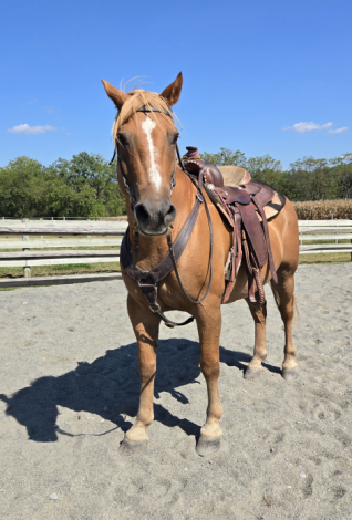 HorseID: 2303465 Nip - PhotoID: 1086395