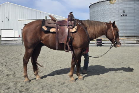 HorseID: 2303468 Magic - PhotoID: 1087579