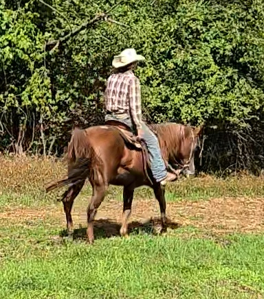 HorseID: 2303468 Magic - PhotoID: 1087580