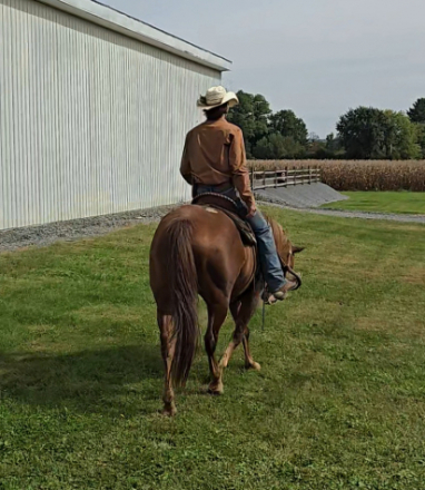 HorseID: 2303468 Magic - PhotoID: 1087581