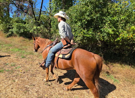 HorseID: 2303469 Memphis - PhotoID: 1086388