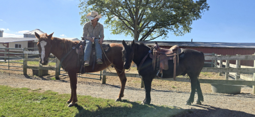 HorseID: 2303469 Memphis - PhotoID: 1086389