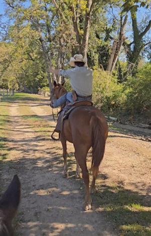 HorseID: 2303469 Memphis - PhotoID: 1086390