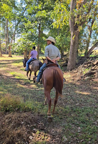 HorseID: 2303469 Memphis - PhotoID: 1086391