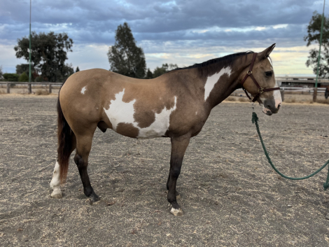 HorseID: 2303470 Cowboy - PhotoID: 1086093