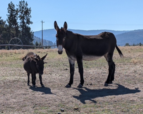 HorseID: 2303473 Vixie - PhotoID: 1086095