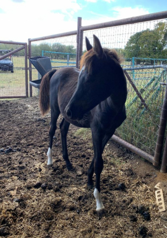 HorseID: 2303478 Moonbeams Moniet - PhotoID: 1086096