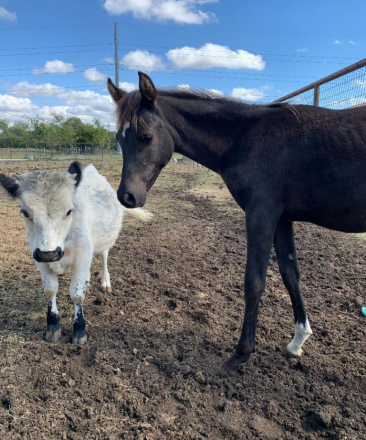 HorseID: 2303478 Moonbeams Moniet - PhotoID: 1086097