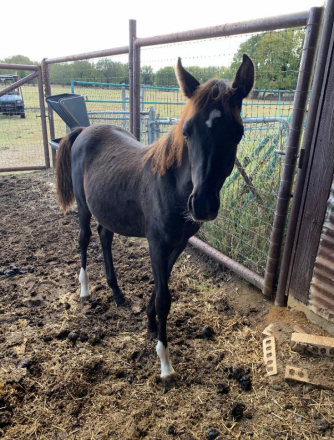 HorseID: 2303478 Moonbeams Moniet - PhotoID: 1086098