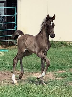 HorseID: 2303478 Moonbeams Moniet - PhotoID: 1086099