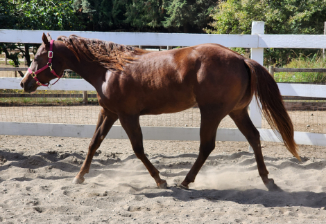 HorseID: 2303481 SHEZ ROBIN THE BANK - PhotoID: 1086100