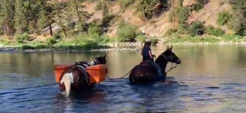 HorseID: 2303484 Otter Pops Man - PhotoID: 1086114