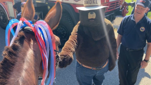 HorseID: 2303484 Otter Pops Man - PhotoID: 1086115