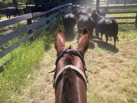 HorseID: 2303484 Otter Pops Man - PhotoID: 1086116