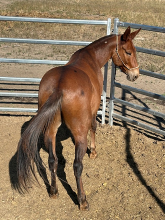 HorseID: 2303484 Otter Pops Man - PhotoID: 1086118