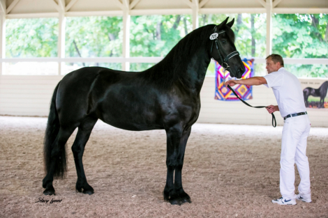 HorseID: 2303485 Awesome ISF, Star - PhotoID: 1086101