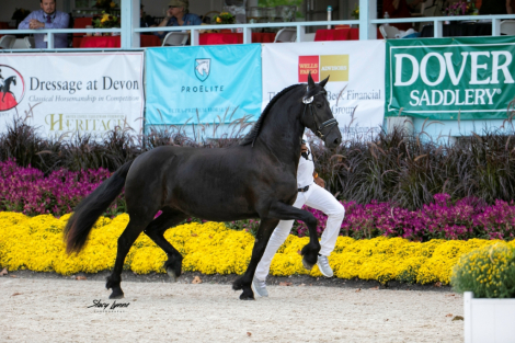 HorseID: 2303485 Awesome ISF, Star - PhotoID: 1086102