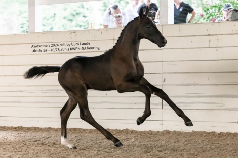 HorseID: 2303485 Awesome ISF, Star - PhotoID: 1086103