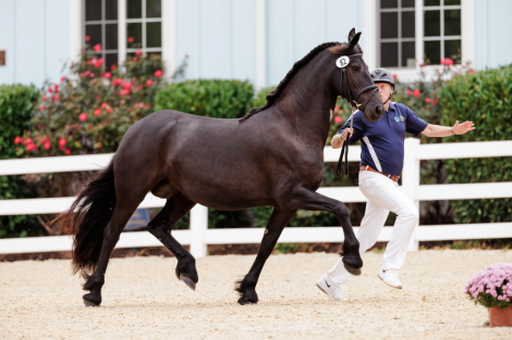 HorseID: 2303485 Awesome ISF, Star - PhotoID: 1086104