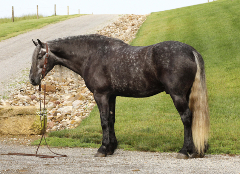 HorseID: 2303486 Buckeyes Monroe - PhotoID: 1086109