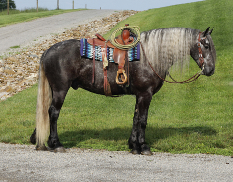 HorseID: 2303486 Buckeyes Monroe - PhotoID: 1086110