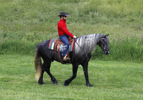 HorseID: 2303486 Buckeyes Monroe - PhotoID: 1086112