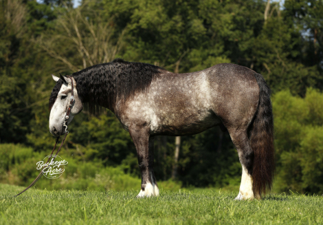HorseID: 2303487 Buckeyes Theo - PhotoID: 1086105