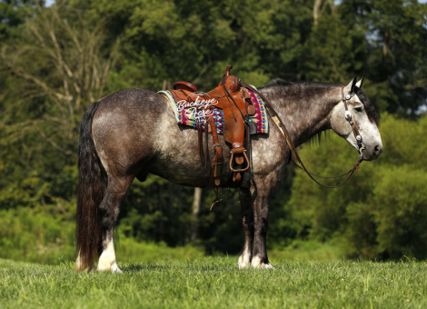 HorseID: 2303487 Buckeyes Theo - PhotoID: 1086106