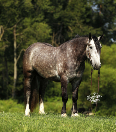 HorseID: 2303487 Buckeyes Theo - PhotoID: 1086107