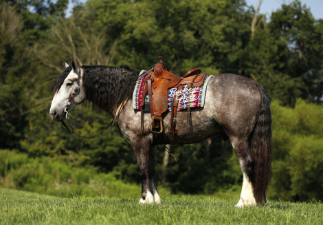 HorseID: 2303487 Buckeyes Theo - PhotoID: 1086108