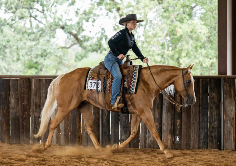 HorseID: 2303490 R U FANCY ENOUGH - PhotoID: 1086119