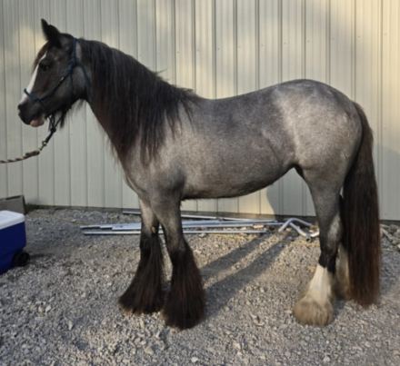 HorseID: 2303493 RVF Baby’s Got Her Blue Jeans On - PhotoID: 1086120
