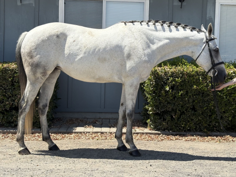 HorseID: 2303511 Sandpiper AF - PhotoID: 1086131