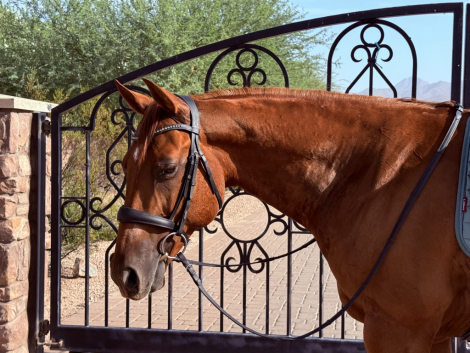 HorseID: 2303517 IMA SMART CATILLAC - PhotoID: 1086132