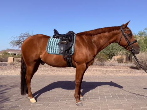 HorseID: 2303517 IMA SMART CATILLAC - PhotoID: 1086133