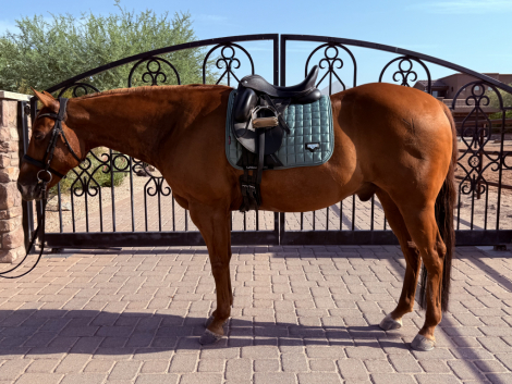 HorseID: 2303517 IMA SMART CATILLAC - PhotoID: 1086134