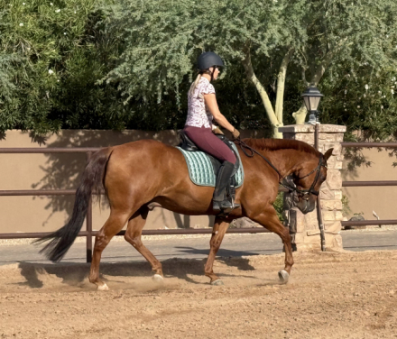 HorseID: 2303517 IMA SMART CATILLAC - PhotoID: 1086135