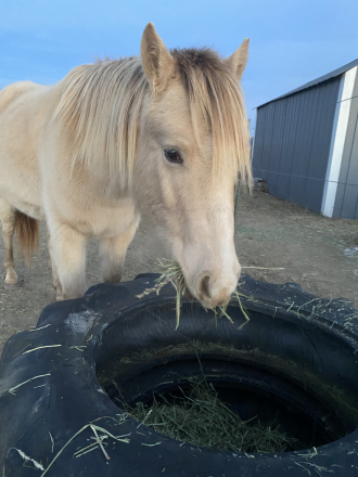 HorseID: 2303518 Milkshake - PhotoID: 1086136