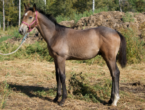 HorseID: 2303519 Syren Balou (Pending) - PhotoID: 1086137