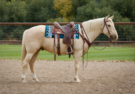 HorseID: 2303523 DUNE - PhotoID: 1086138