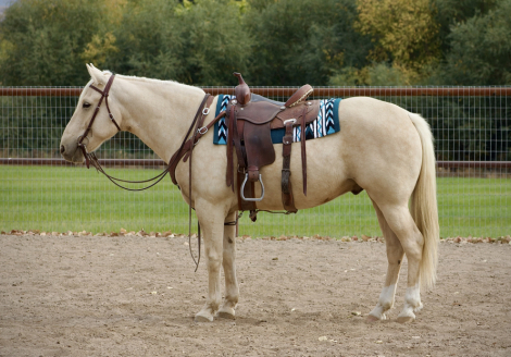 HorseID: 2303523 DUNE - PhotoID: 1086139