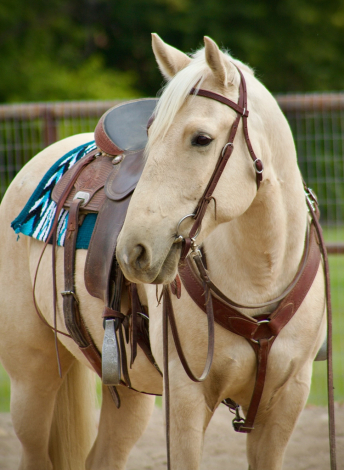 HorseID: 2303523 DUNE - PhotoID: 1086140