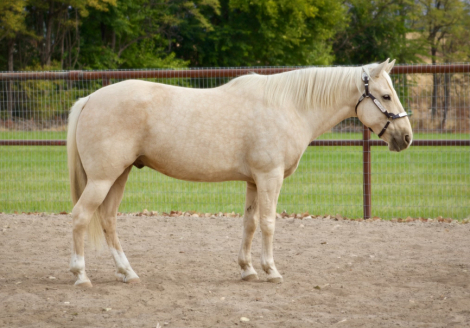 HorseID: 2303523 DUNE - PhotoID: 1086141