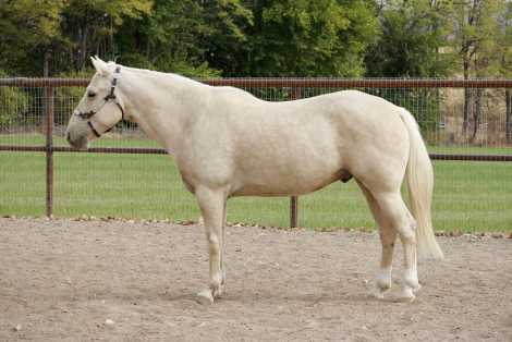 HorseID: 2303523 DUNE - PhotoID: 1086142